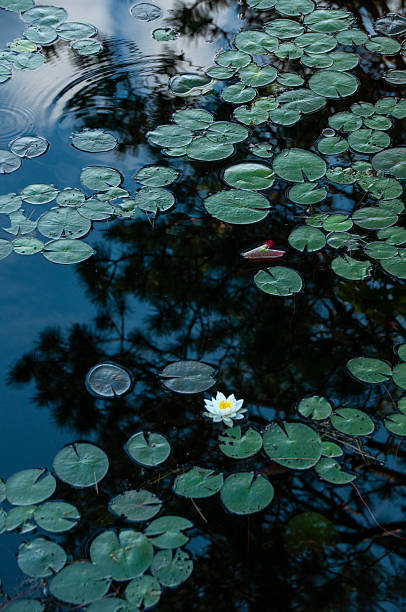 Floating Lilly Pads & A White Water Lily on Reflective Dark Waters