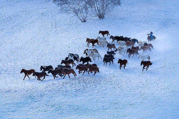 A mounted trainer drives a herd of horses across the snow-covered grasslands of Inner Mongolia during winter training. In temperatures below –20°C, rising snow dust and rhythmic movement highlight the enduring equestrian traditions of a region once known as a military horse training base.