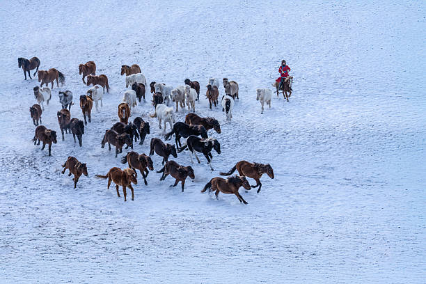 A mounted trainer guides a herd of horses across the frozen grasslands of Inner Mongolia during a winter training session. Captured in temperatures below –20°C, the image reflects the enduring equestrian traditions of a region once known as a major military horse training base.