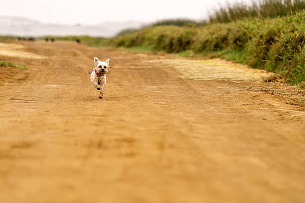 Small dog sprinting towards the viewer on a rural path, enjoying freedom and outdoor activity in the countryside