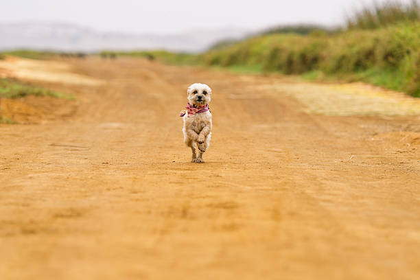 One small white dog wearing a pink bandana running happily towards the camera on a dusty country road