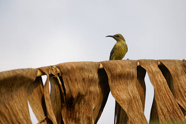 A Sunbird searches for food in West Africa