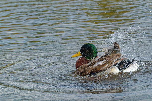 Male Mallard duck bathing