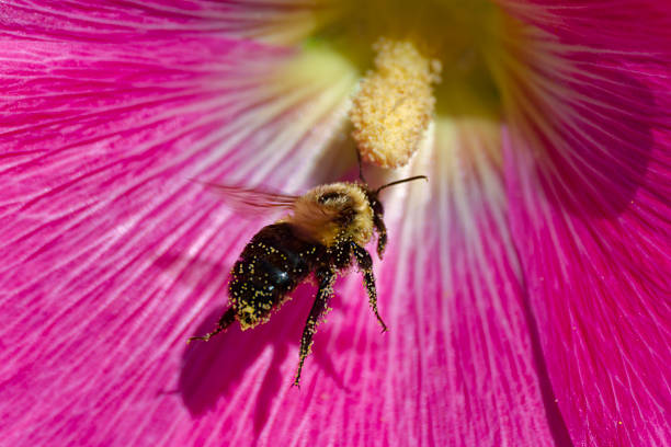 Bumblebee on a pink flower