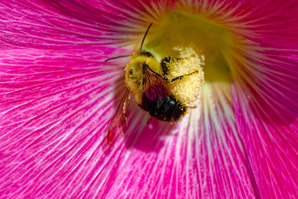 Bumblebee on a pink flower