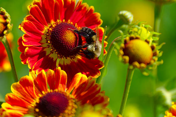 Honeybee collecting pollen from beautiful flower outdoors, closeup