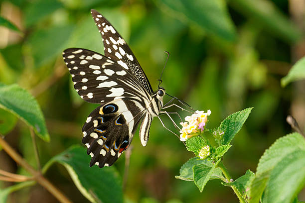 a butterfly gathers nectar in West Africa