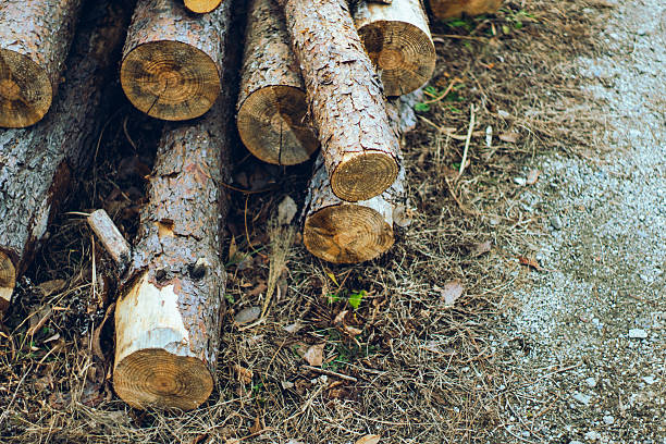 Stacked firewood logs placed on the ground at an outdoor campsite. Close-up view of cut tree trunks showing natural wood texture and growth rings, ideal for camping, firewood preparation, forestry, and rustic lifestyle concepts.