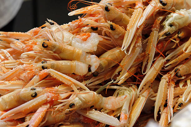 tasting and selection of raw scampi