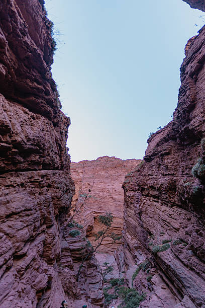 A canyon with a tree growing in the middle of it. The sky is blue and the sun is setting