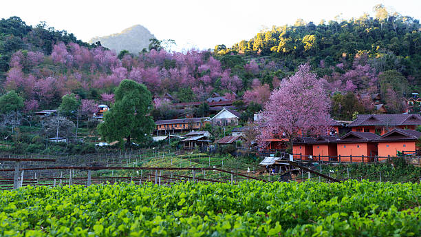 Ban Rong Kla Pink Sakura Thailand in Phitsanulok Province