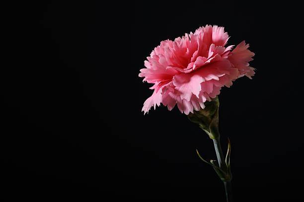A pink carnation flower is shown standing upright with a dark black background. The focus is on the flower's petals and shape. This scene captures the beauty of a single blossom.
