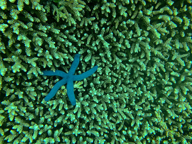 A vibrant blue starfish lies across a textured coral reef surrounded by various hard corals and marine formations. The underwater scene captures the rich biodiversity and intricate patterns of a tropical reef ecosystem, highlighting the beauty and fragility of ocean life.