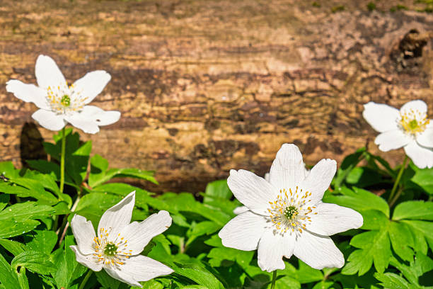 Close up at Wood anemones in bloom in springtime