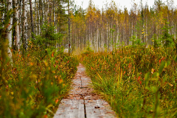 Rustic wooden trail leading through colorful autumn landscape, peaceful nature in Joensuu, Finland.