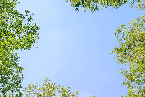 A serene and beautiful view showcasing a clear sky that is surrounded by lush, vibrant green tree foliage