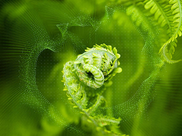 A high-angle macro shot of a young fern frond uncurling, overlaid with a 3D wireframe mesh and data nodes. Represents the intersection of Fibonacci sequences in nature and computational design. Macro photography combined with 3D rendering