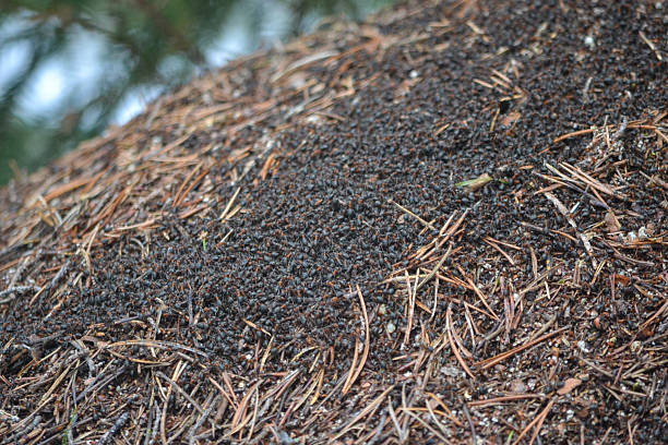 Large anthill in a Finnish forest, busy ant colony structure, woodland ecosystem, natural wildlife scene, Finland.