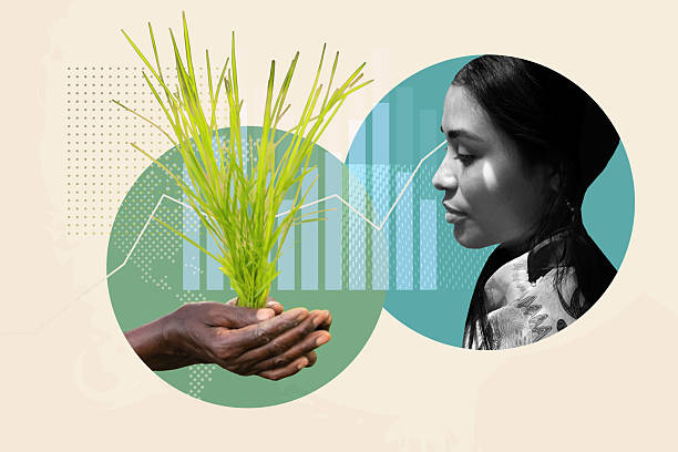 abstract collage with womans portrait  and farmers hands holding rice plant on green textured business background with stats