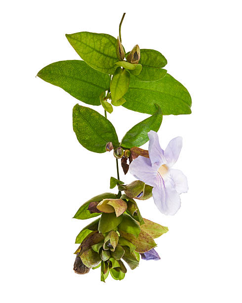 Thunbergia laurifolia flowering branch with green leaves and soft violet bloom isolated on white background. Tropical medicinal plant with clipping path, ideal for botanical, herbal, and healthcare design use.