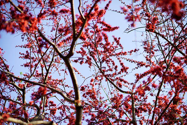 A stunning view of vibrant red blossoms interspersed among delicate branches against a bright blue sky, embodying the beauty of springtime nature.