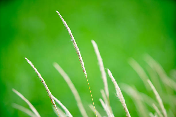 A close-up view of delicate grass blades swaying gently against a vibrant green background, showcasing the beauty and tranquility of nature's simplicity.