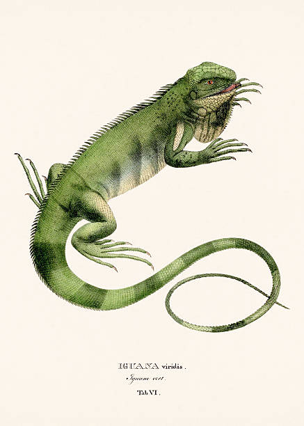 Lizard illustration from an antique natural history publication, hand-colored zoological plate published in Munich in 1825 depicting Brazilian species.