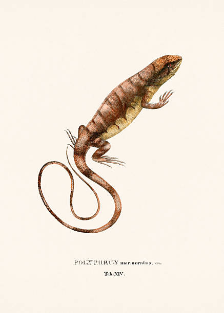 Lizard illustration from an antique natural history publication, hand-colored zoological plate published in Munich in 1825 depicting Brazilian species.