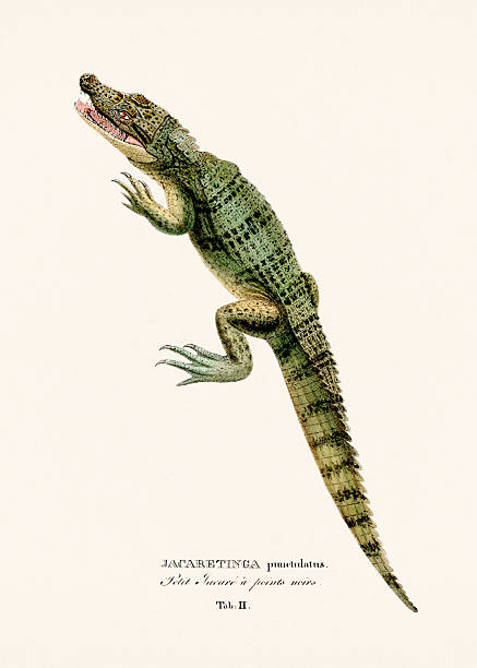 Lizard illustration from an antique natural history publication, hand-colored zoological plate published in Munich in 1825 depicting Brazilian species.