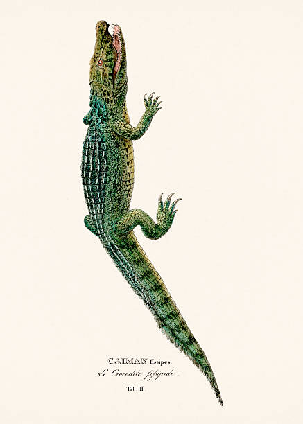 Lizard illustration from an antique natural history publication, hand-colored zoological plate published in Munich in 1825 depicting Brazilian species.