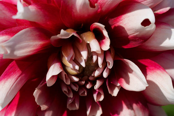 Dahlia flower with red and white petals filling the entire frame. The center is visible, the flower slightly tilted downward.