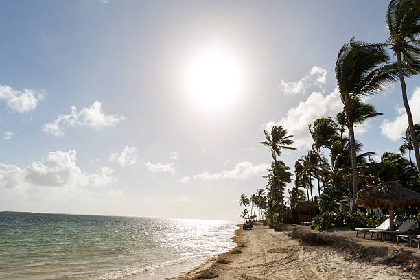 Idyllic tropical beach and lonely palm tree with turquoise water on a sunny day (La Caravelle beach, Guadeloupe)