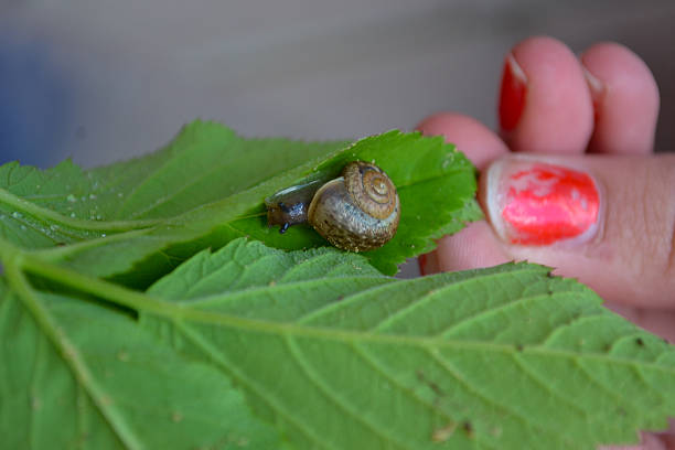 Close-up of a garden snail on a green leaf, with a human hand gently holding the leaf in the background. Finnish summer nature, gardening and wildlife interaction concept. Natural outdoor scene photographed in Finland.