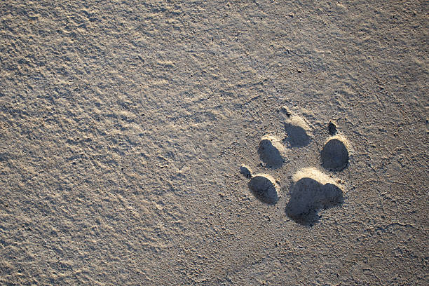 Paw print, pet owner footprint, and hand-drawn heart imprinted on the smooth sand of a beach during summer season, evoking feelings of love, companionship, and vacation memories. friendship