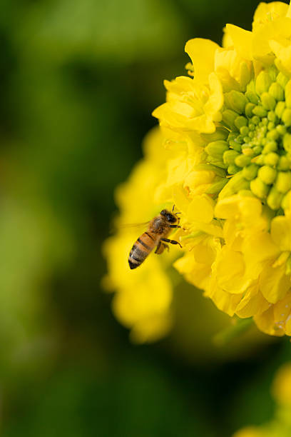 Close-up of a honeybee collecting nectar from bright yellow rapeseed flowers in spring.