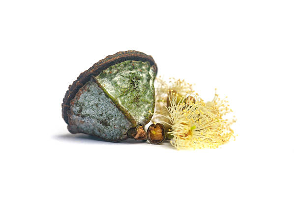 Fresh eucalyptus seeds fruits on white background