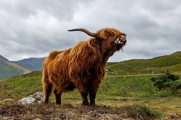A brown Highland cow with long horns stands on a grassy hill under a cloudy sky in Scotland.