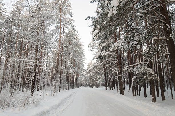 frost in a winter forest with coniferous trees covered with white snow