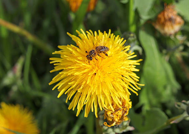 A bee pollinates a bright yellow dandelion flower in spring.