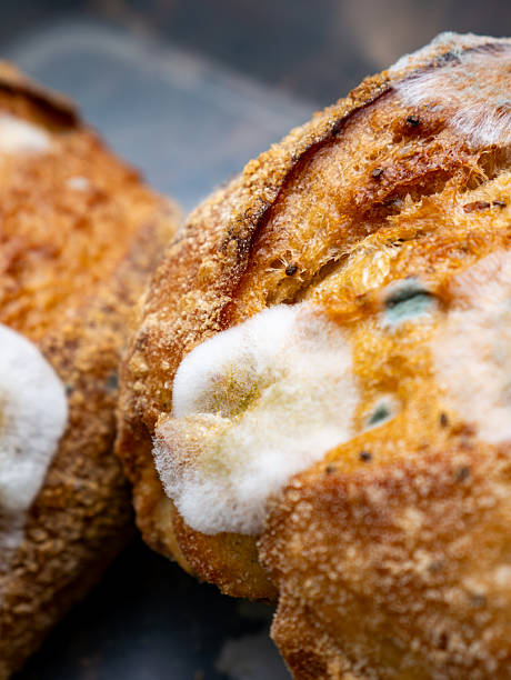 Moldy spoiled bread slices with white green fuzzy mold growth spots on crusty surface food waste concept