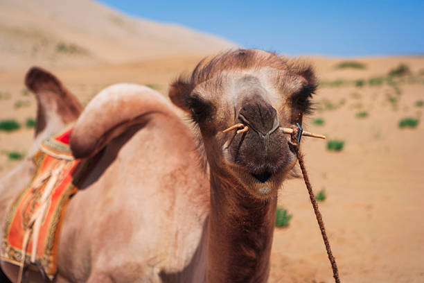 Close-up portrait of a one‑humped camel standing in sandy dunes under a clear blue sky. The animal wears a decorative saddle and a simple nose‑bridle made from a wooden peg and rope. Sparse green shrubs dot the arid background, and the camel’s expressive face and textured fur are in sharp focus.
