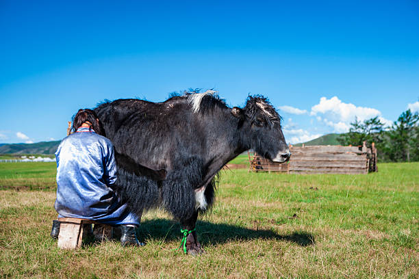 A person in a blue traditional robe sits on a small wooden stool, seen from behind, as they milk a large black yak standing in a sunlit grassy meadow. The shaggy yak has a white patch on its head and a green rope tied around one leg; a simple wooden corral, rolling hills and a bright blue sky with scattered clouds are visible in the background. The scene conveys rural pastoral life and hands-on animal care.