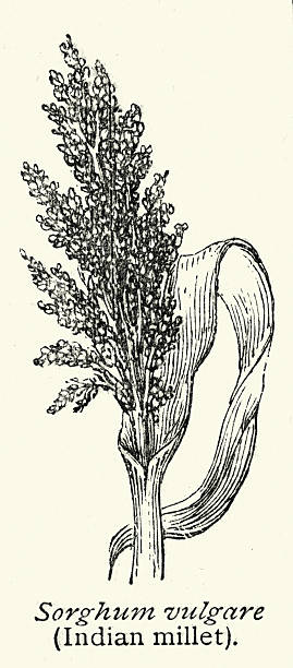 Botany, Sorghum (Jowar), Indian millet, a drought-tolerant, versatile cereal grain Victorian, Vintage illustration, 19th Century