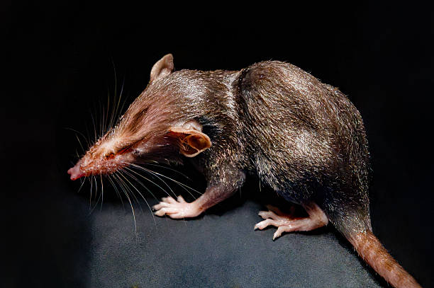 Close-up of an Asian house shrew against black background.