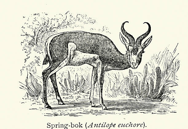 Wildlife, Safari animals, springbok or springbuck is an antelope found mainly in south and southwest Africa, Victorian, Vintage illustration, 19th Century