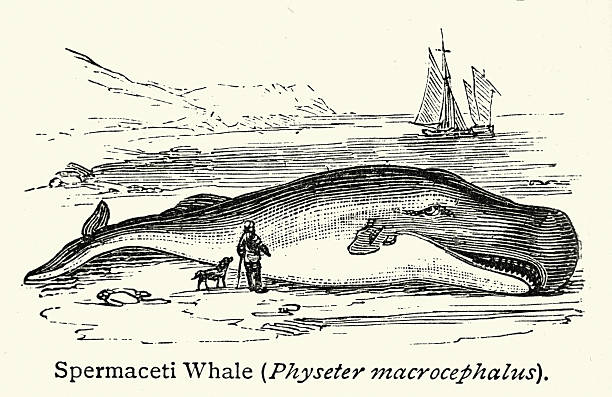 Wildlife, Sea life, Sperm whale, Physeter macrocephalus, washed up on a beach, Victorian vintage illustration 19th Century