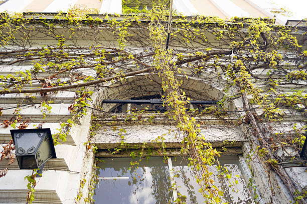 Symbolizes nature reclaiming masonry, low input vertical landscaping, and sustainable facade transformation.