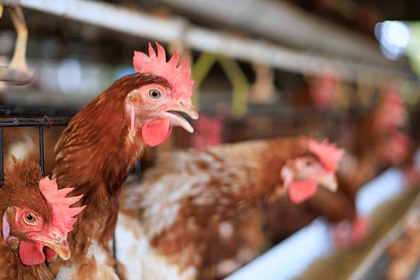 Brown hens in cage system inside poultry farm, highlighting commercial egg production, livestock farming operations, and modern agriculture industry supporting global food supply chain.