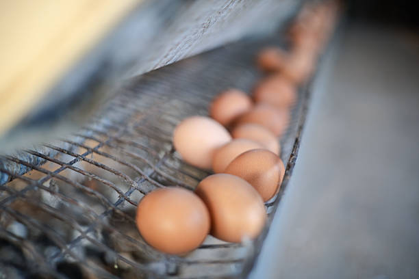 Fresh brown eggs on conveyor system in poultry farm, representing egg production, livestock farming, and commercial agriculture supply chain in modern food industry.