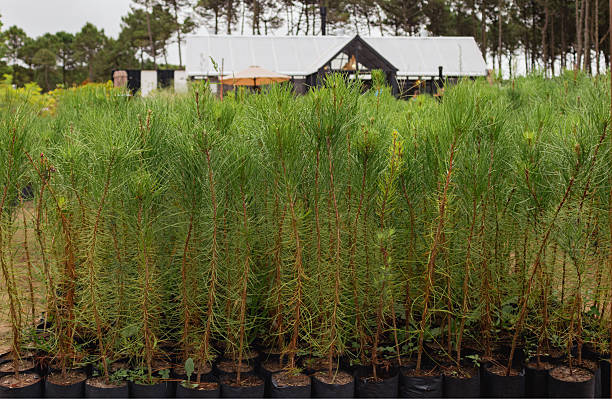 Young pine trees in planting bags, ready for reforestation activities, with a greenhouse structure visible in the background